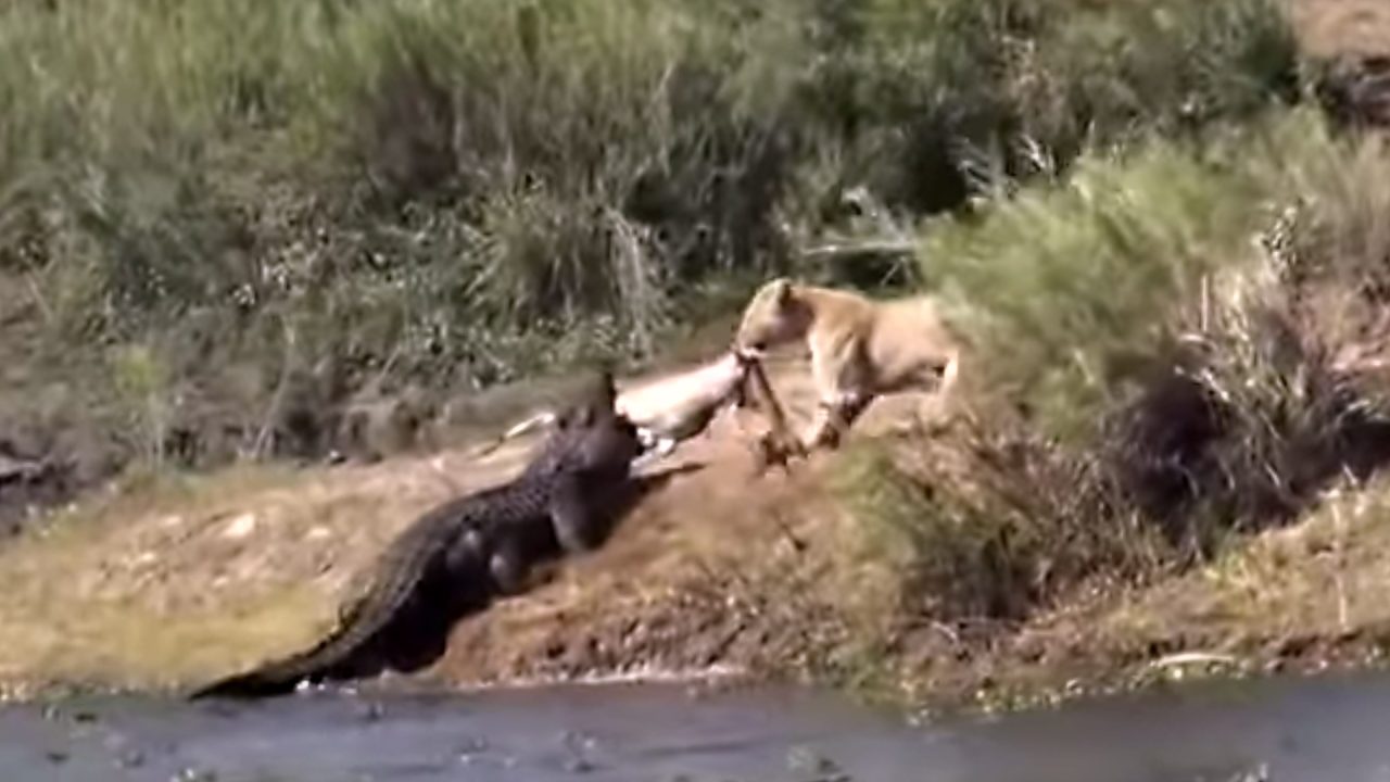 Epic Battle Between Lion And Crocodile For Antelope Carcass